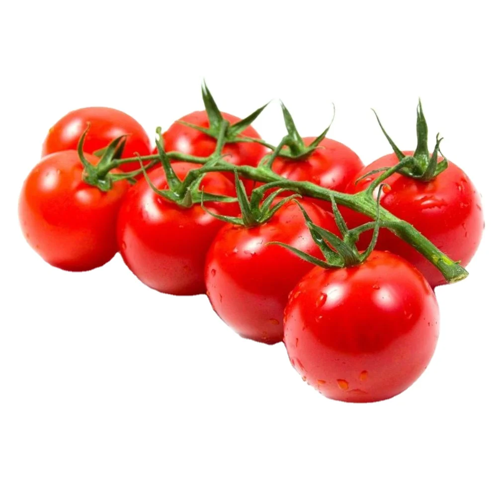 Round shape Tomato Roma VF   verity Tomato Roma VF   OP