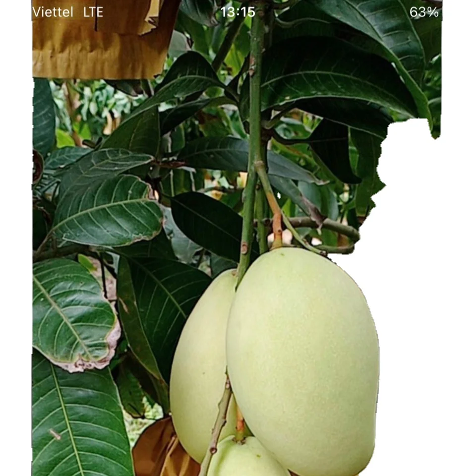 keo mango for export improve health origin in Vietnam sells in bulk