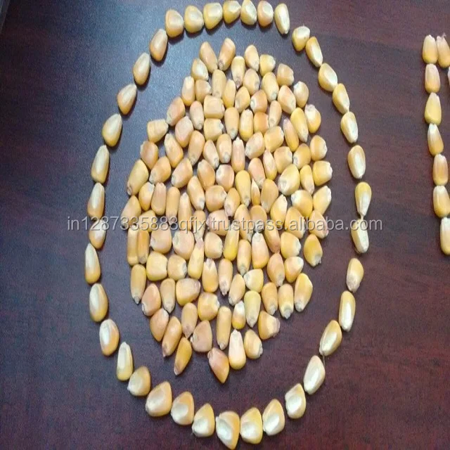 Animal Feed And Cattle Feed And Human Consumption Yellow Corn/ Maize For Sale