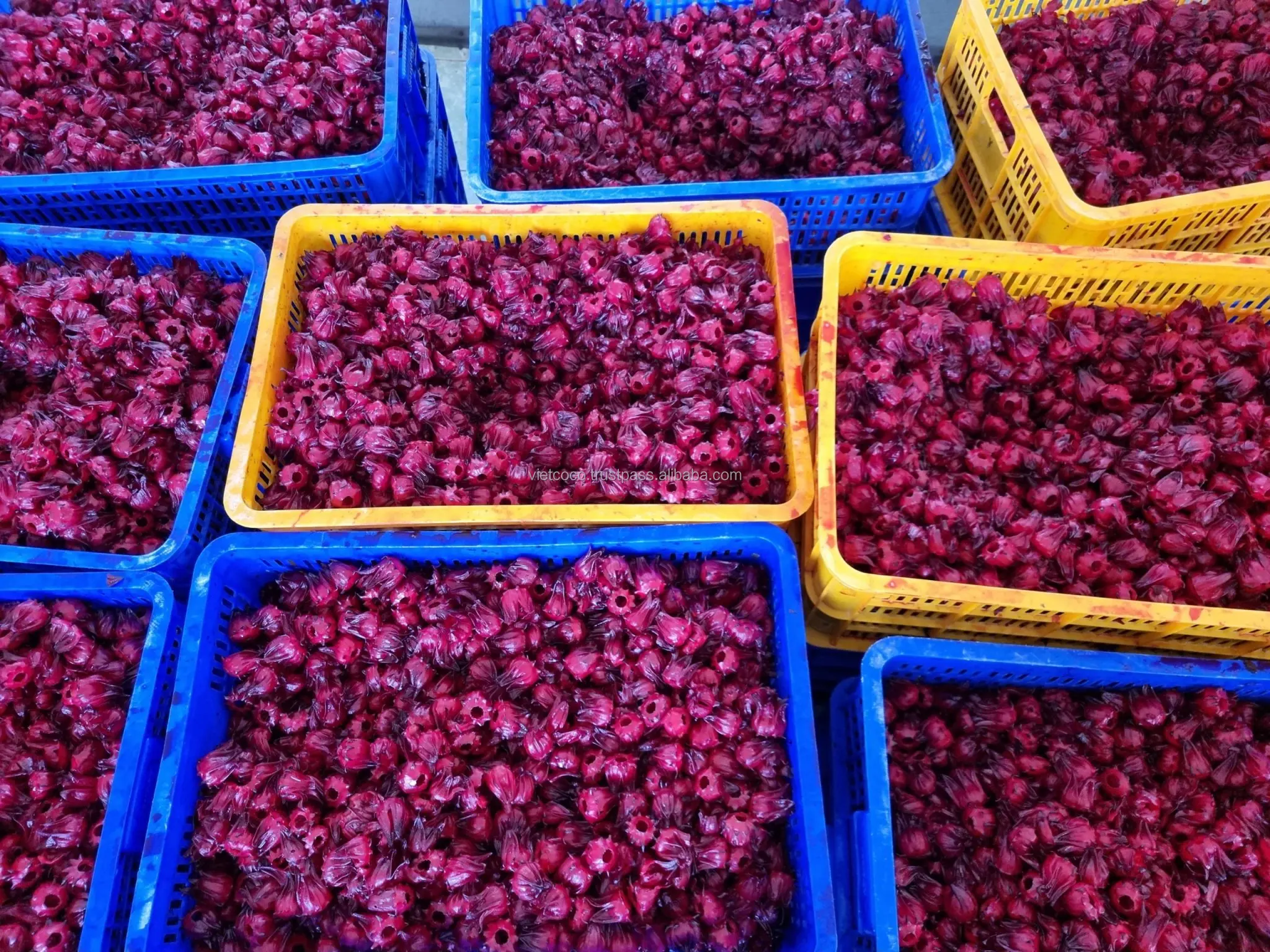 The Good Quality, Competitive Price, Healthy Snack Soft Dried Hibiscus Sabdariffa Tea Retail Bulk Design Packing