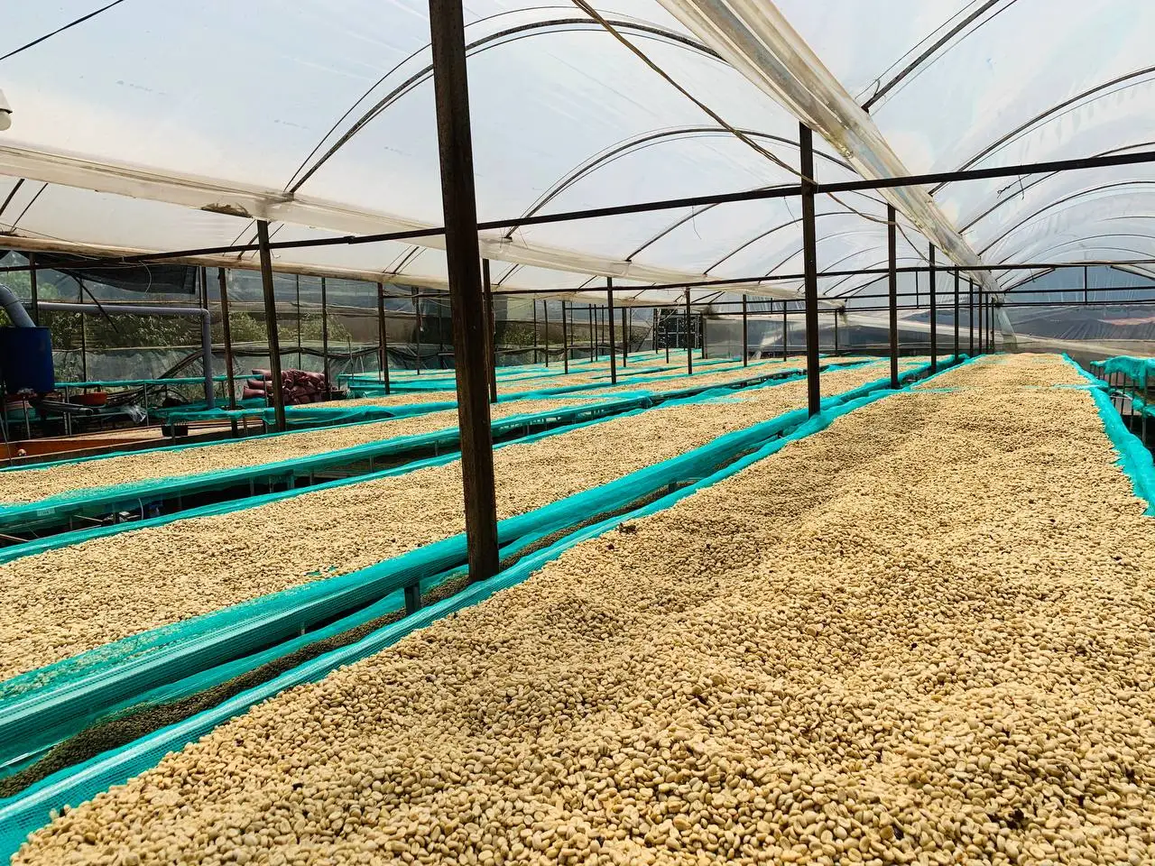 Лидер продаж вьетнамские зеленые кофейные зерна Robusta Arabica цельные бобы полезный жареный кофе конкурентоспособная цена готовый импорт