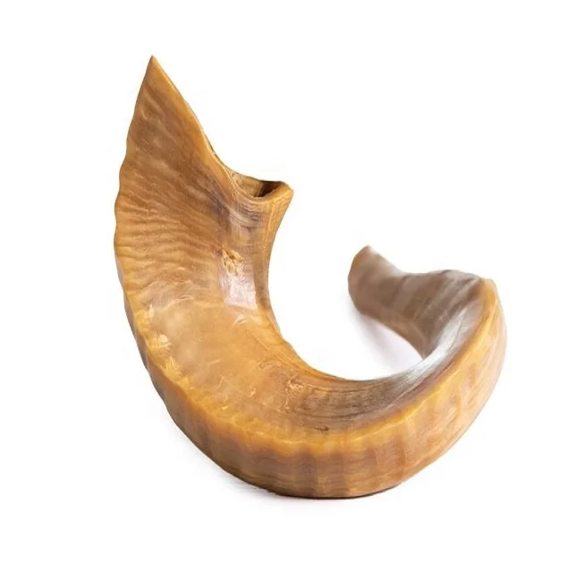 Natural Sheep Horn Shofar Full Finish for Home Decoration Jewish Holiday Shofar Horn Anatomy Wholesale