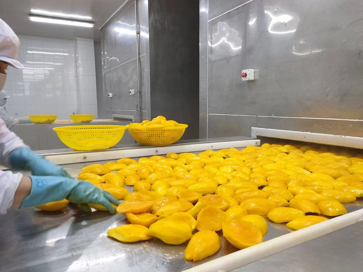 Упакованные лиофилизированные фрукты манго из Вьетнама нарезанные для закусок и пищевых