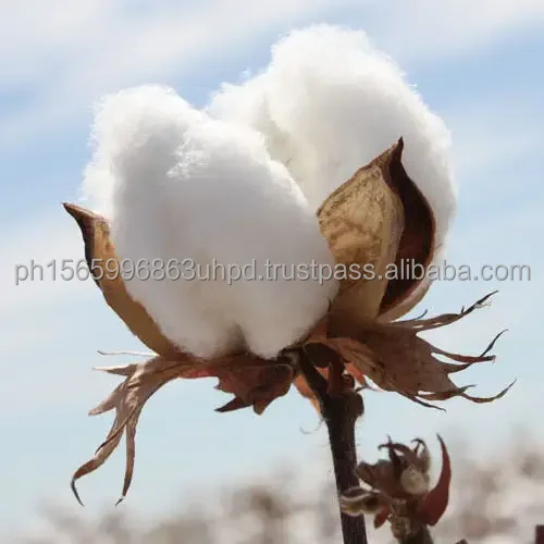 raw cotton  (3).jpg
