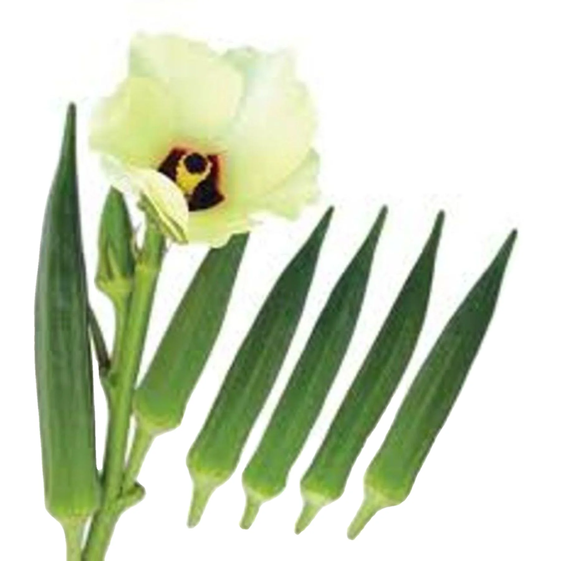 Упаковка в саше 30 г для Okra АР анамика/Okro зеленая роль для поставок в FAO