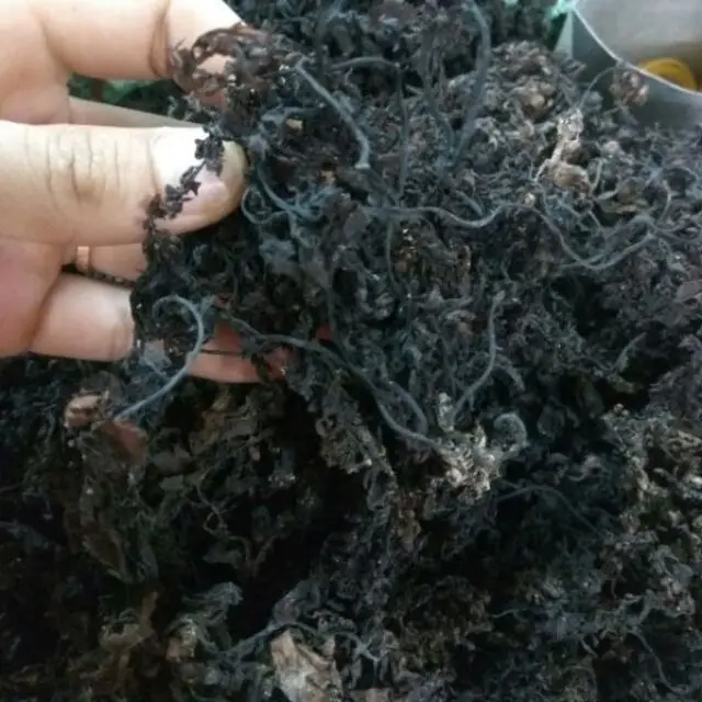 Eucheuma Cottonii водоросли высокого качества и универсальные морские водоросли-100% свежие из Восточного моря