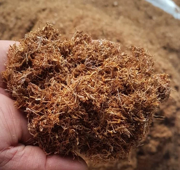 Indian Golden taro leaves Bulk Factory supply Indian Suppliers Long cut herbal cut rag Bulk Australia approved herb best price