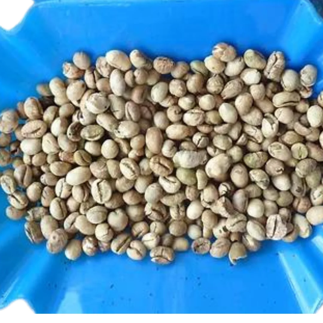Ready to Ship 100% Top Quality Robusta grade 2 screen 13 - Raw Coffee Beans from Viet Nam Robusta Coffee Bean Exporter