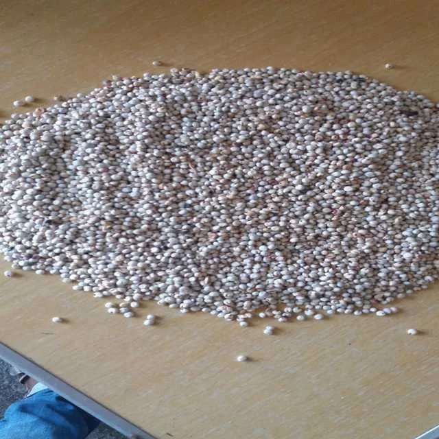 
Green Millet 