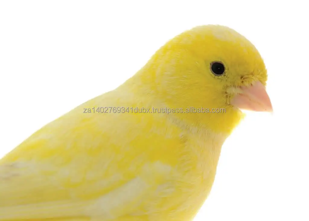 canary-2.jpg