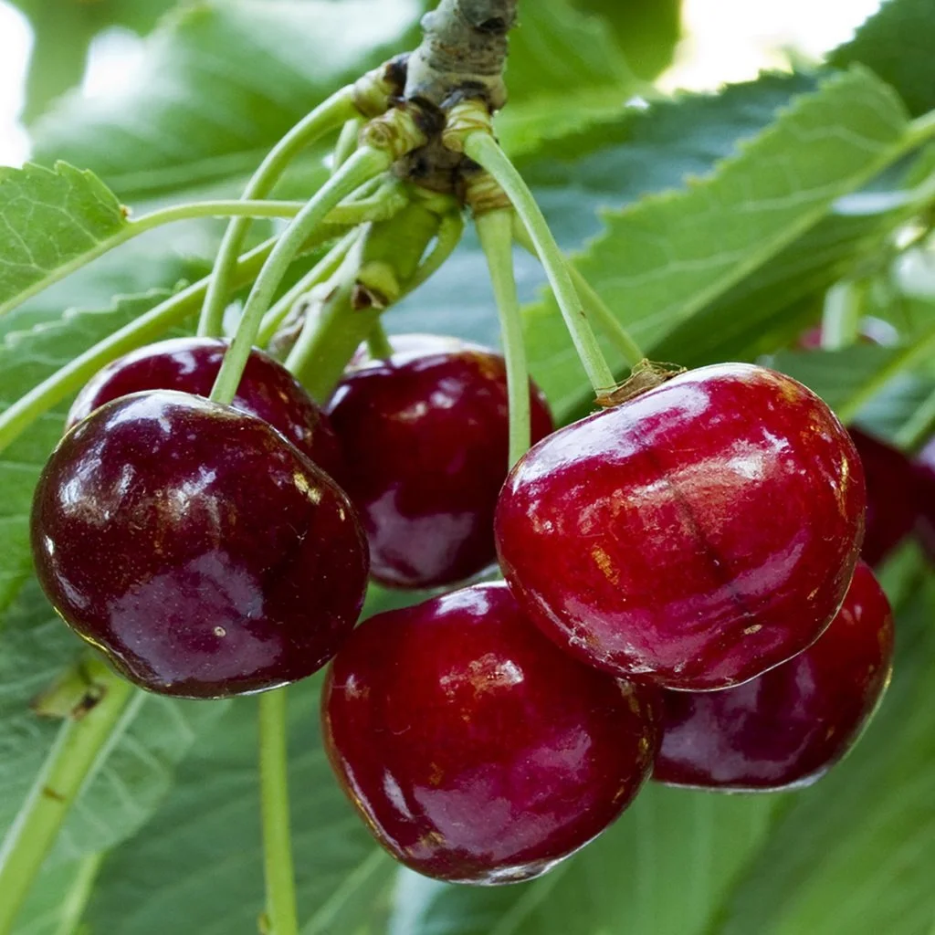 High-quality Wholesale Natural Fresh Cherry Full Of Vitamins Healthy And Delicious Cherry Fresh For Sale