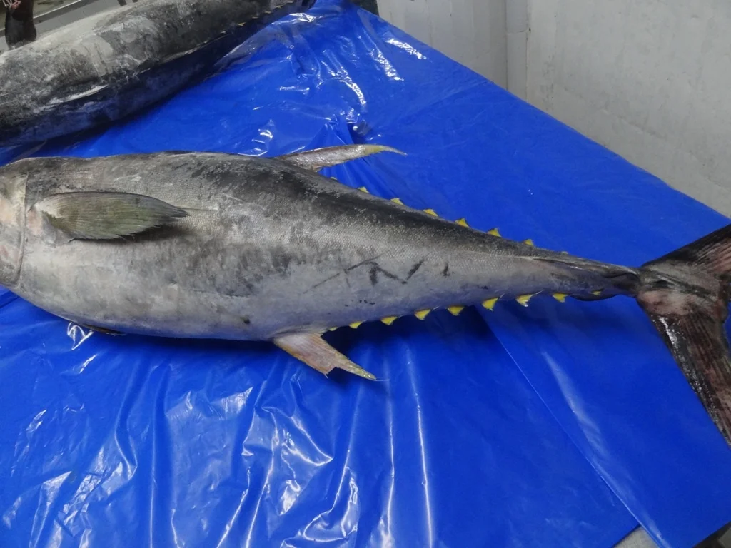 Поставка желтый тунца Замороженные 9THUNNUS albacare