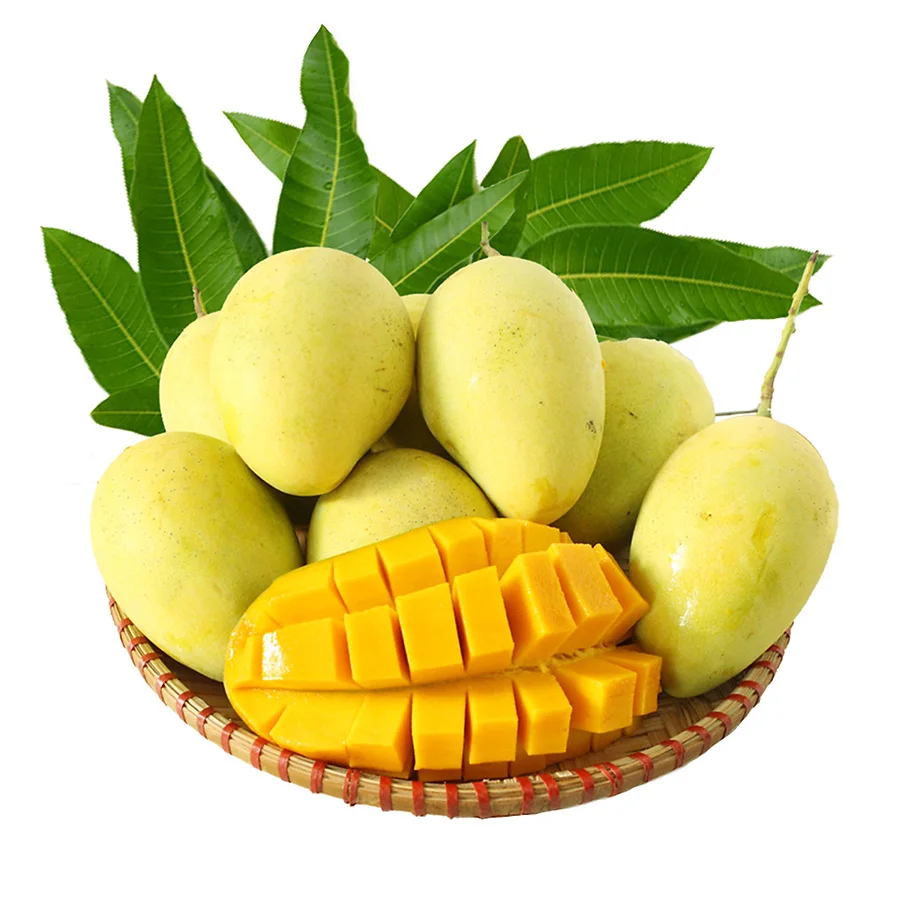 Premium Grade Sweet And Crunchy Yellow Mango For Export From TW 6 Vietnam
