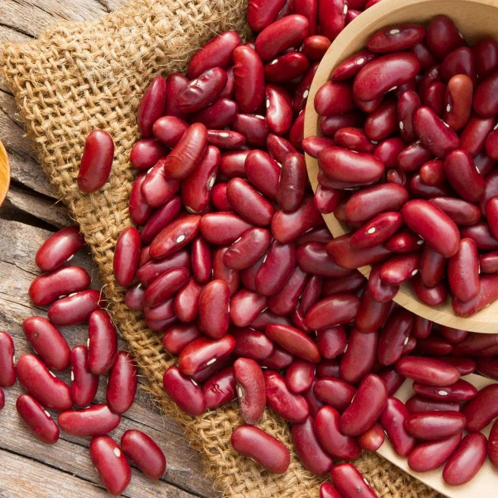 Quality Dark Red Kidney Bean 150gr Wholesale Price For Export