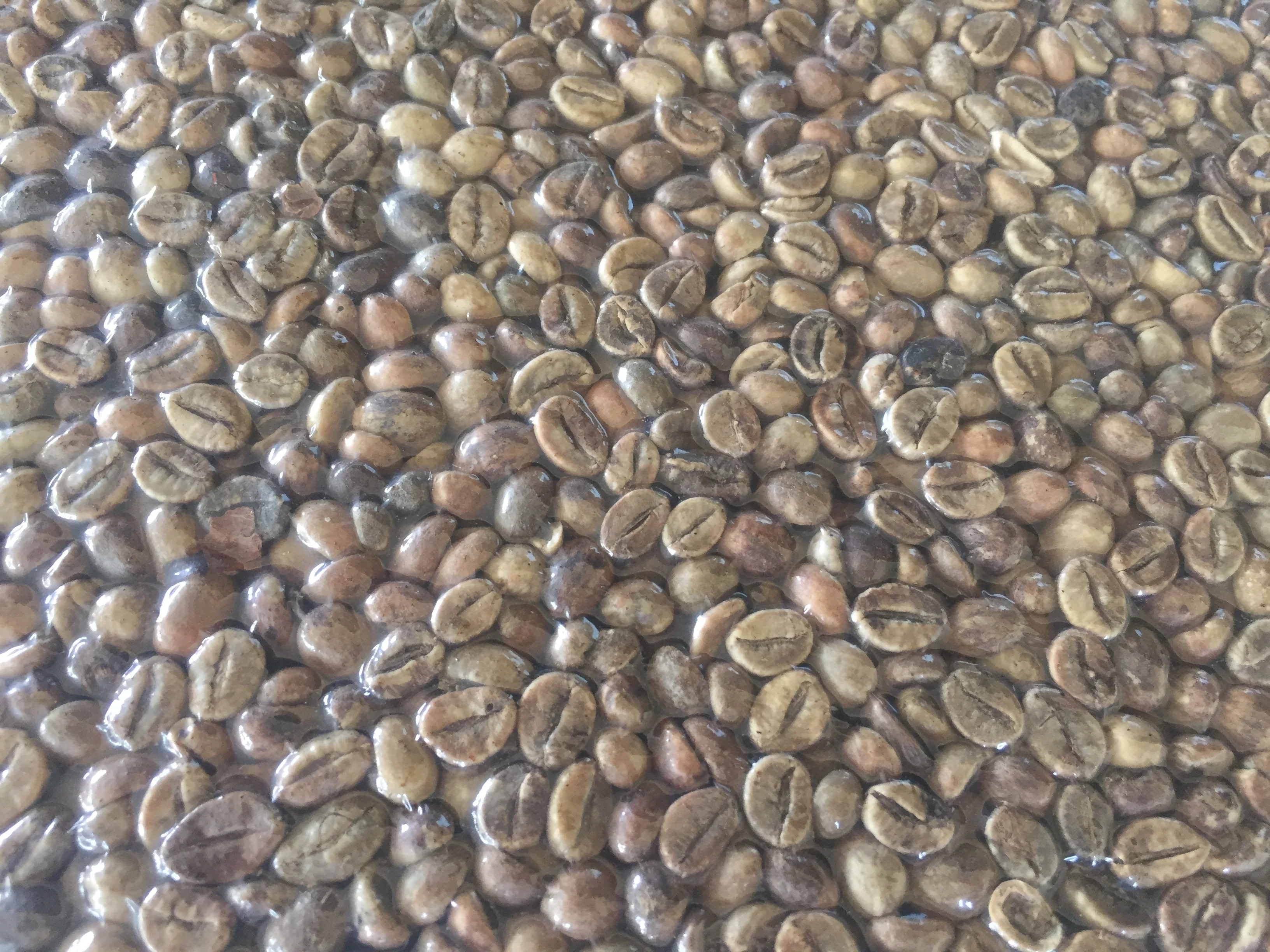  Зеленые кофейные зерна ROBUSTA TERATAI 100% натуральные лидер продаж индонезийские лучшее качество по разумной