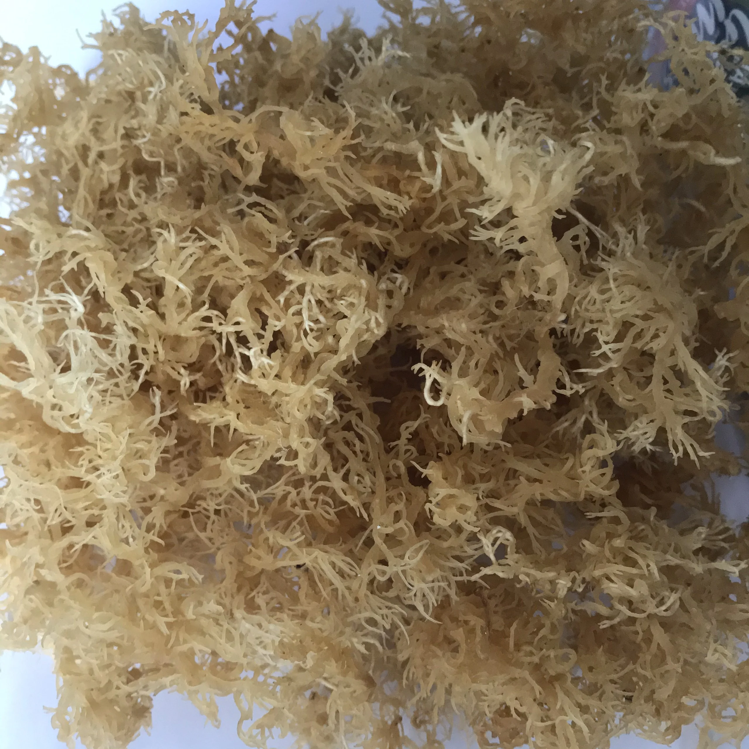 IRIS SEA MOSS VIETNAM High Quality and Cheap Price +84 978495473