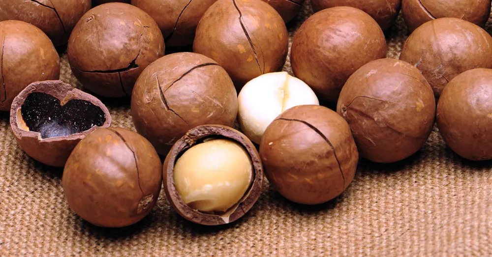 MACADAMIA NUTS VIETNAM GOOD for HEALTH / MACADAMIA NUTS FROM VIETNAM COMPETITIVE PRICE // Ms Laura