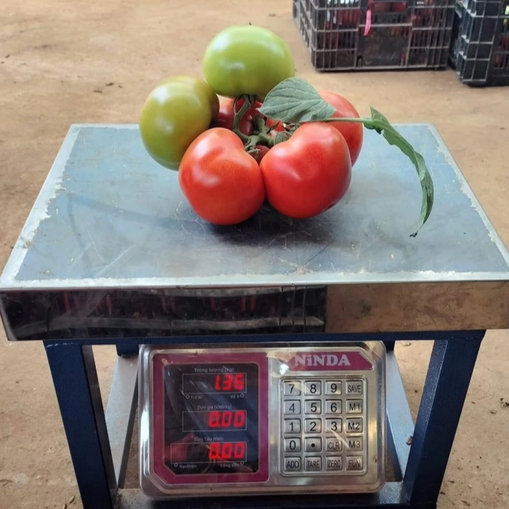 Agriculture from VIETNAM Tomatoes Export to EU USA UAE Etc High Quality Tomato Red Style Storage Packing GLOBAL GAP Color Raw