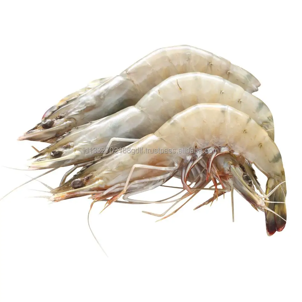 Direct Factory High Quality Wholesale White Shrimp/Fresh Water Prawn/Frozen Vannamei Shrimp Feed From Indonesia