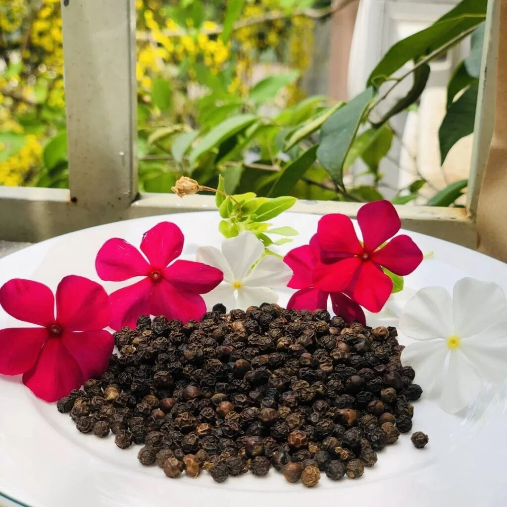 Bulk dried whole black pepper from vietnam best price