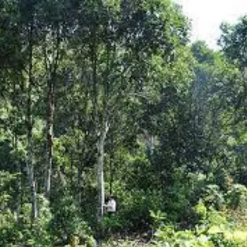 High quality of Vietnam Split cassia best price Large Spices Cinnamon Supplier Wholesales cinnamon