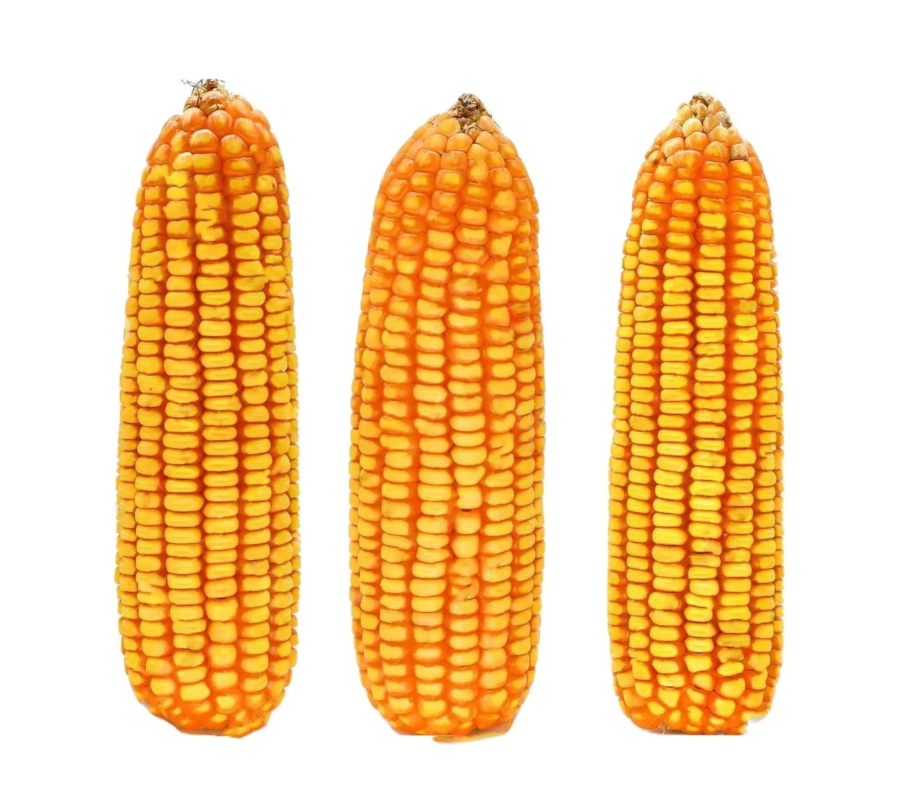 Dried Yellow Maize Corn, Non-GMO Yellow Corn & White Corn/Maize for Human & Animal Feed