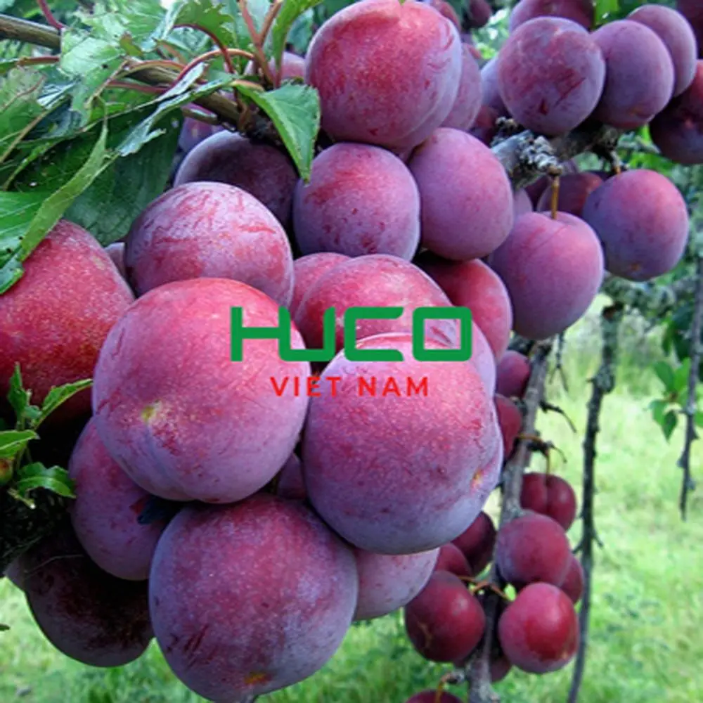 High quality Vietnam Variety Fresh Plum fruits