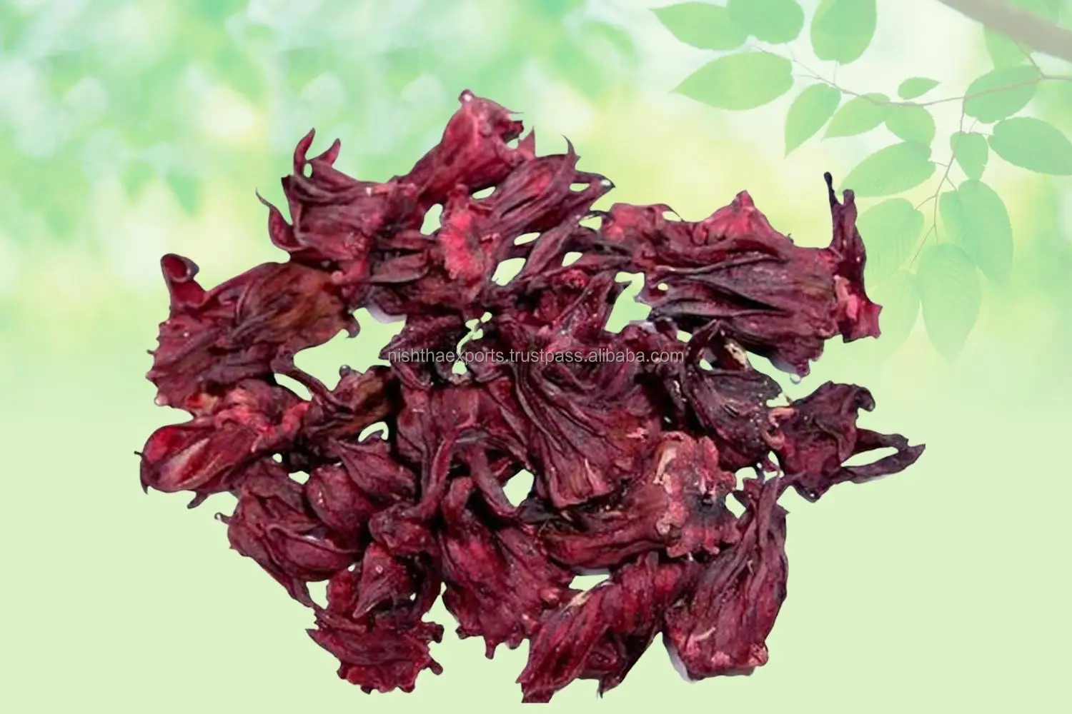 Hibiscus Rosa Gudhal Phool Hibiscus Flower Gudhal Flower Sinensis Dried Raw Herbs Wholesale Plant Extract Herbal Product