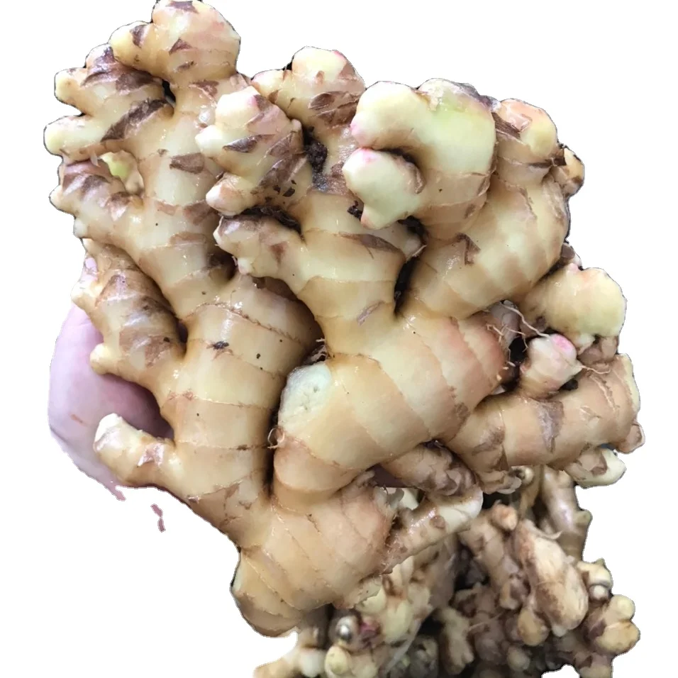 Good quality fresh ginger/ Top Grade Natural Yellow Good Choice Hot Sell/ ginger buyers for buy dried ginger export from Vietnam