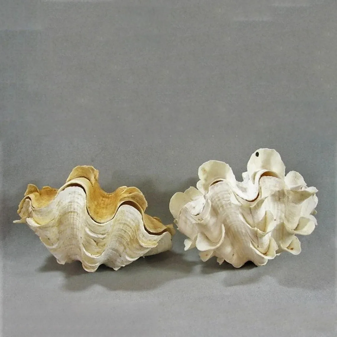 Ocean big size tridacna gigas large seashells natural sea shells home decor gift souvenir best selling