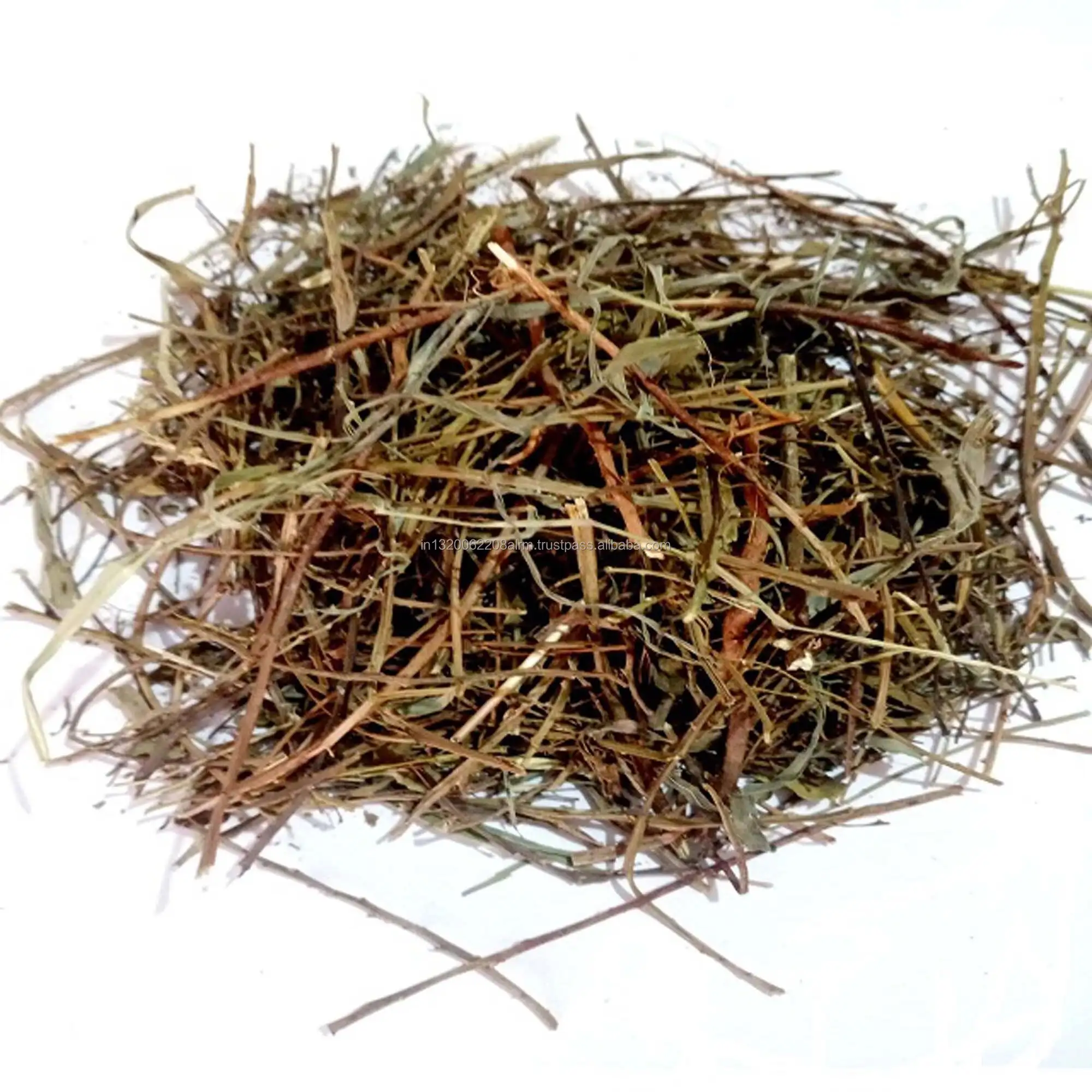 Phyllanthus Niruri Bhumi Amla Bhoomi Awla Keelanelli Chanca Bhui Avla Dried Raw Herbs Wholesale Plant Extract Herbal Product