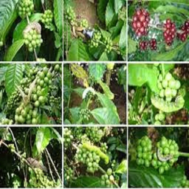 Pure & Organic  Neem Seed Cake for Sales / Bio Fertilizer in Agriculture