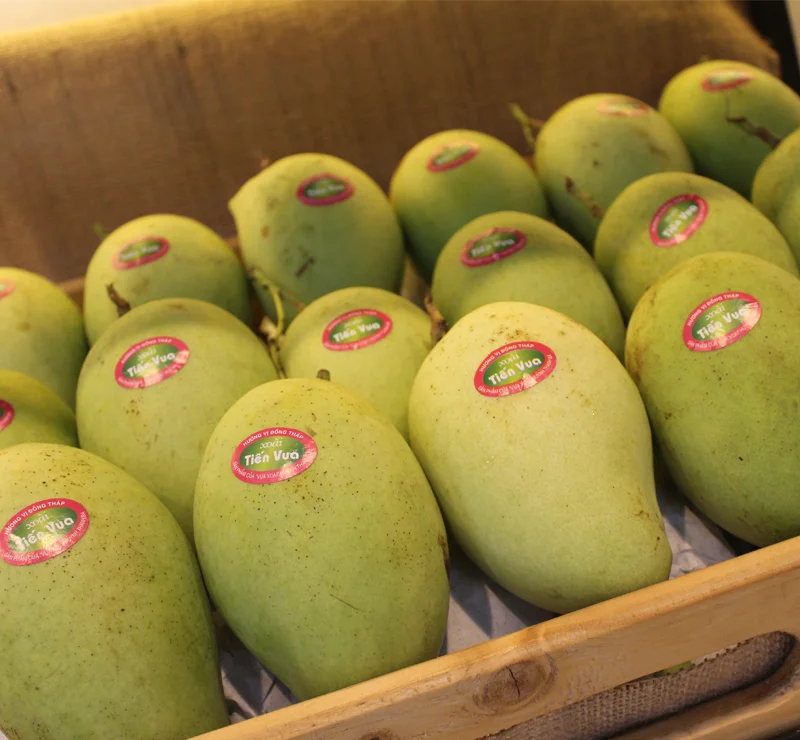 Fresh mango best price/Frozen mango from Vietnam