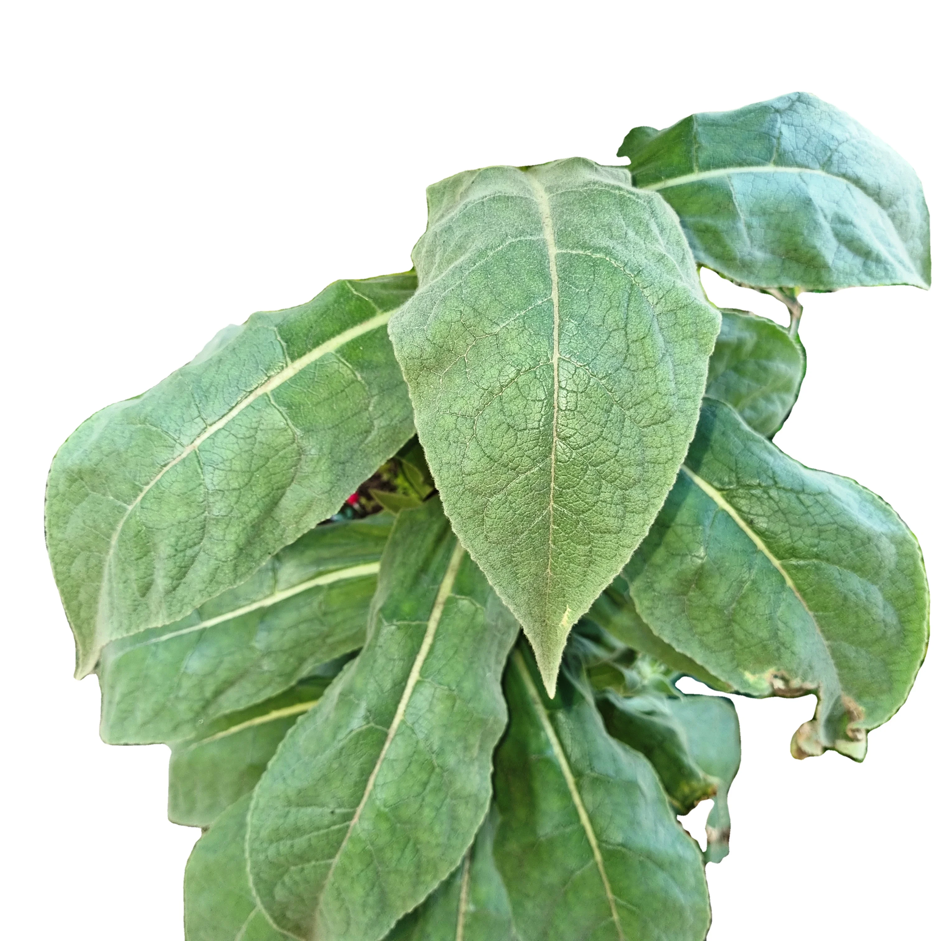 Bulk Green rolling herbs Healthier Choice Real Herbal Blends Tea Leaf Real herbal Leaf Mullein Go for Green Herbal Leaf blends