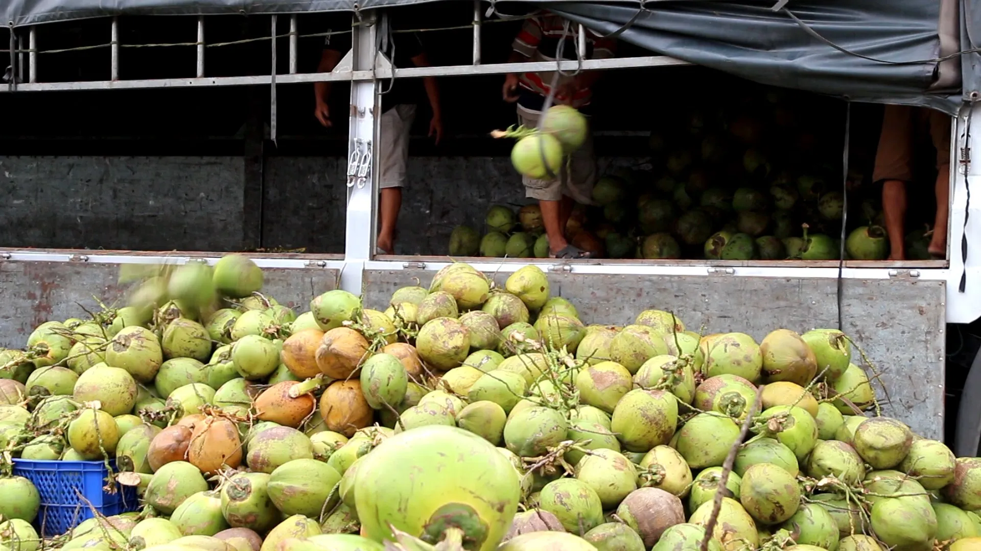 200ml Can (Tinned) Coconut Milk for cooking 12-14% Fat UHT Gluten Free and Vegan Product with Halal