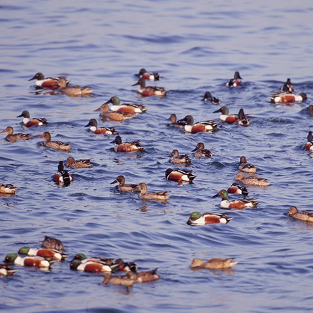 Honghu frozen whole duck meat ready to eat
