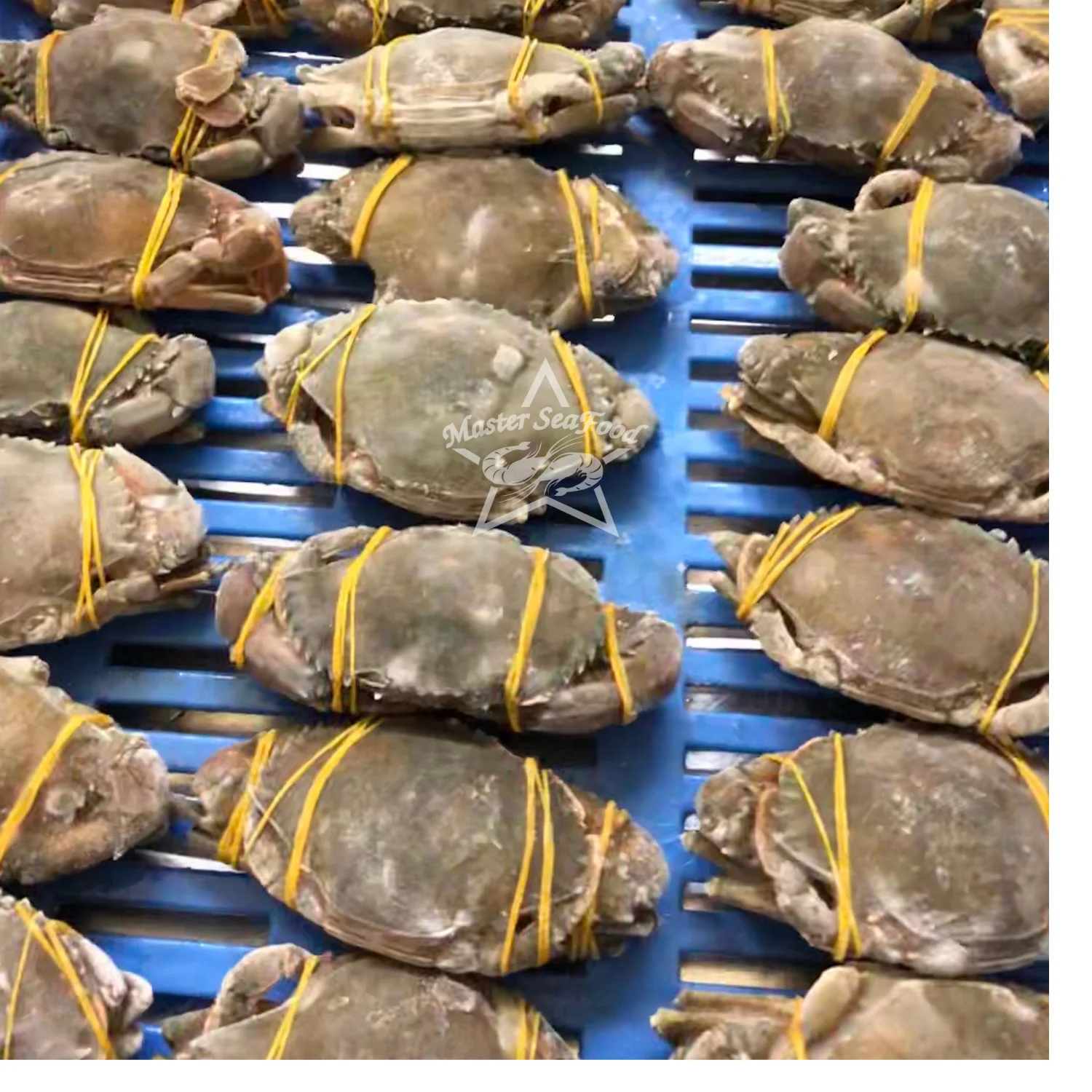 Mud Crab Frozen IQF Best Quality Master Seafood Product Size 300-1000gm Origin Bangladesh Wholesale offer Price