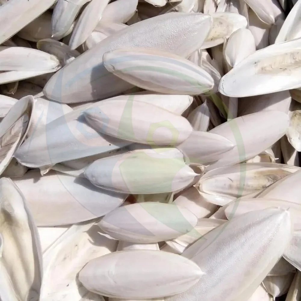 High Quality Dried Squid Cuttlefish Bone with no preservative