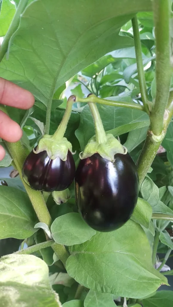 
Eggplant/Brinjal Hybrid Black Beauty F1 Seeds 