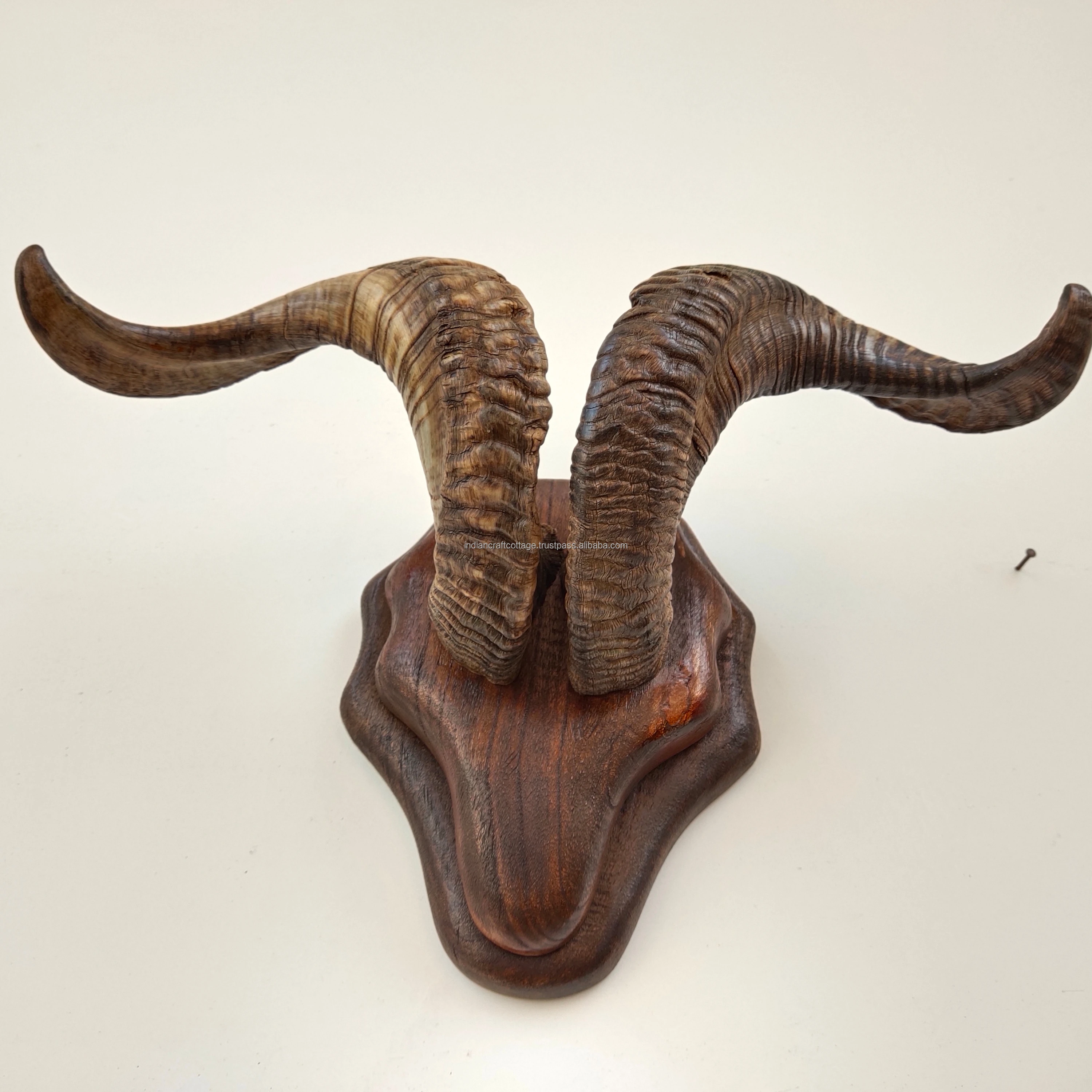 Sheep Horn Mounted Wall Plaque Vintage Mounted Sheep horn funky home decor Antique Horn wall plaque customized