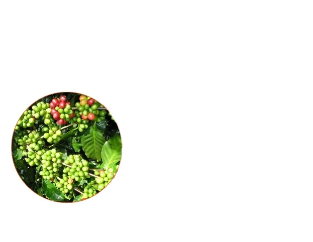 99% 5 HTP Griffonia simplicifolia экстракт из Индии