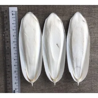 Vietnamese Products Cuttlefish Bone Natural Good Price Ms. Mary