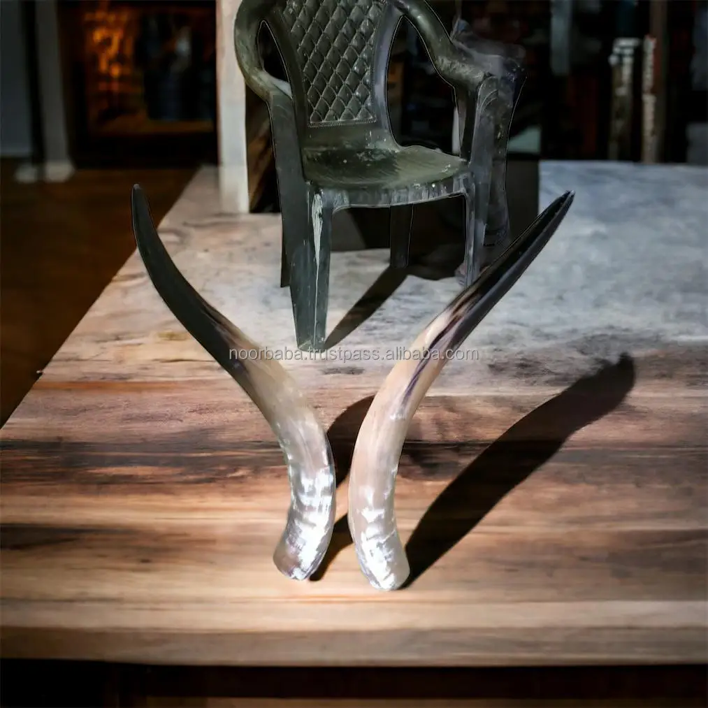 Decorative horn pair Natural cow horn 25-30inch  and ox pair Horn  agate for wall decoration for Gifts & Crafts and unpolished