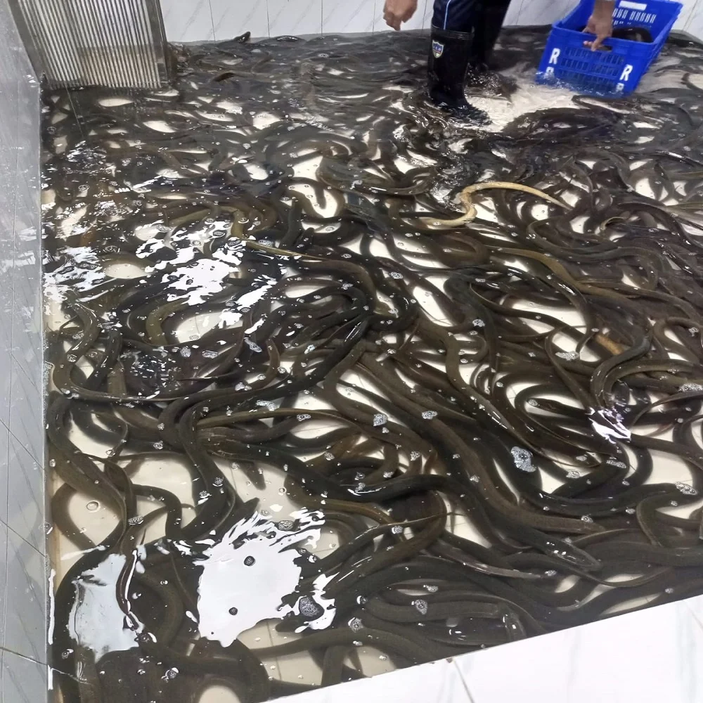 Halal and sweet water Bangladeshi Local Swamp mud Eel Fish Alive eel fish for china Hong Kong Vietnam south Korean live eel fish