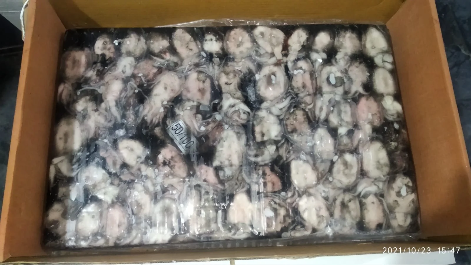 FROZEN CUTTLEFISH WHOLE BQF