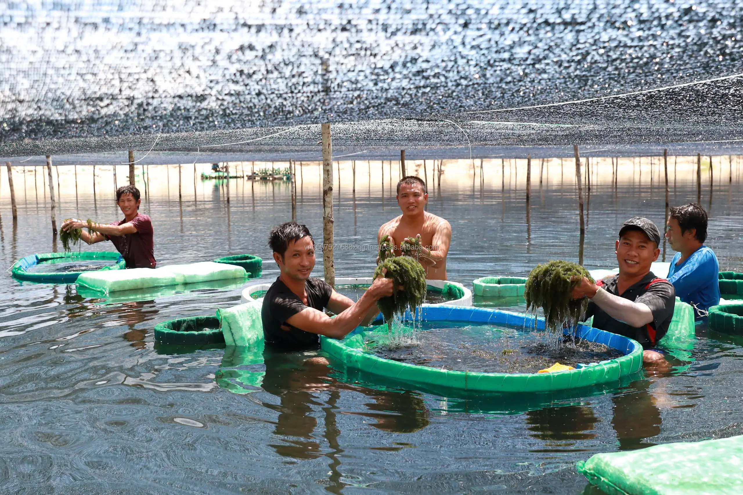 Wholesale High Quality Organic Fresh Sea Grape Seaweed Laver Variety Seasoned Directly from Viet Nam