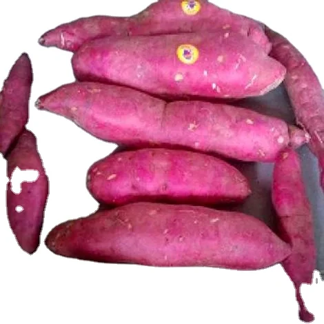 top quality Fresh Japan Sweet Potato, contact  +8484963818434 whatsapp