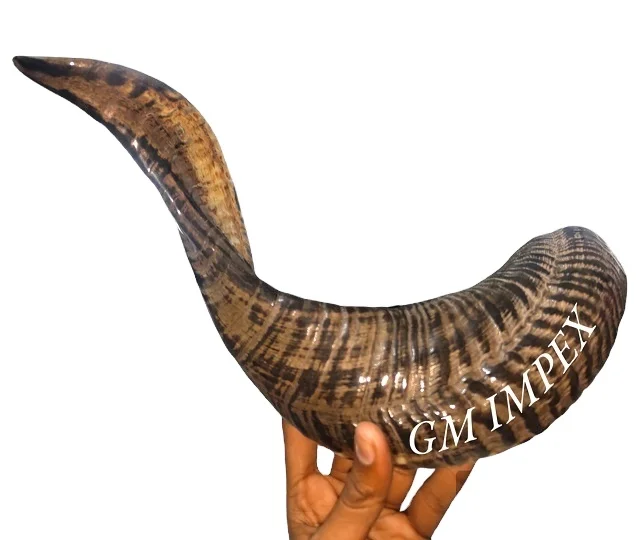 100% High Quality Sheep Horns Shofar Horns Natural Finished At Cheap Prices By Indian Manufacturing Company