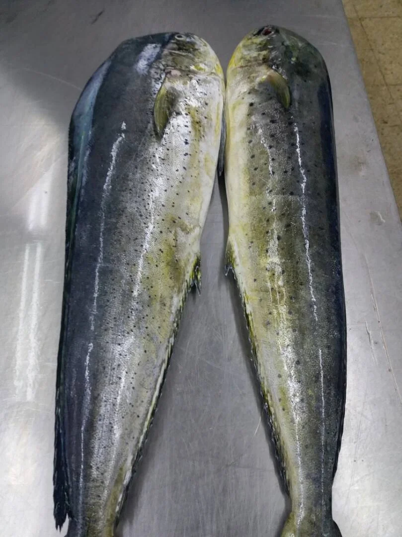 FROZEN MAHI FISH-DOLPHIN FISH (CORYPHAENA HIPPURUS) INDIAN EXPORT