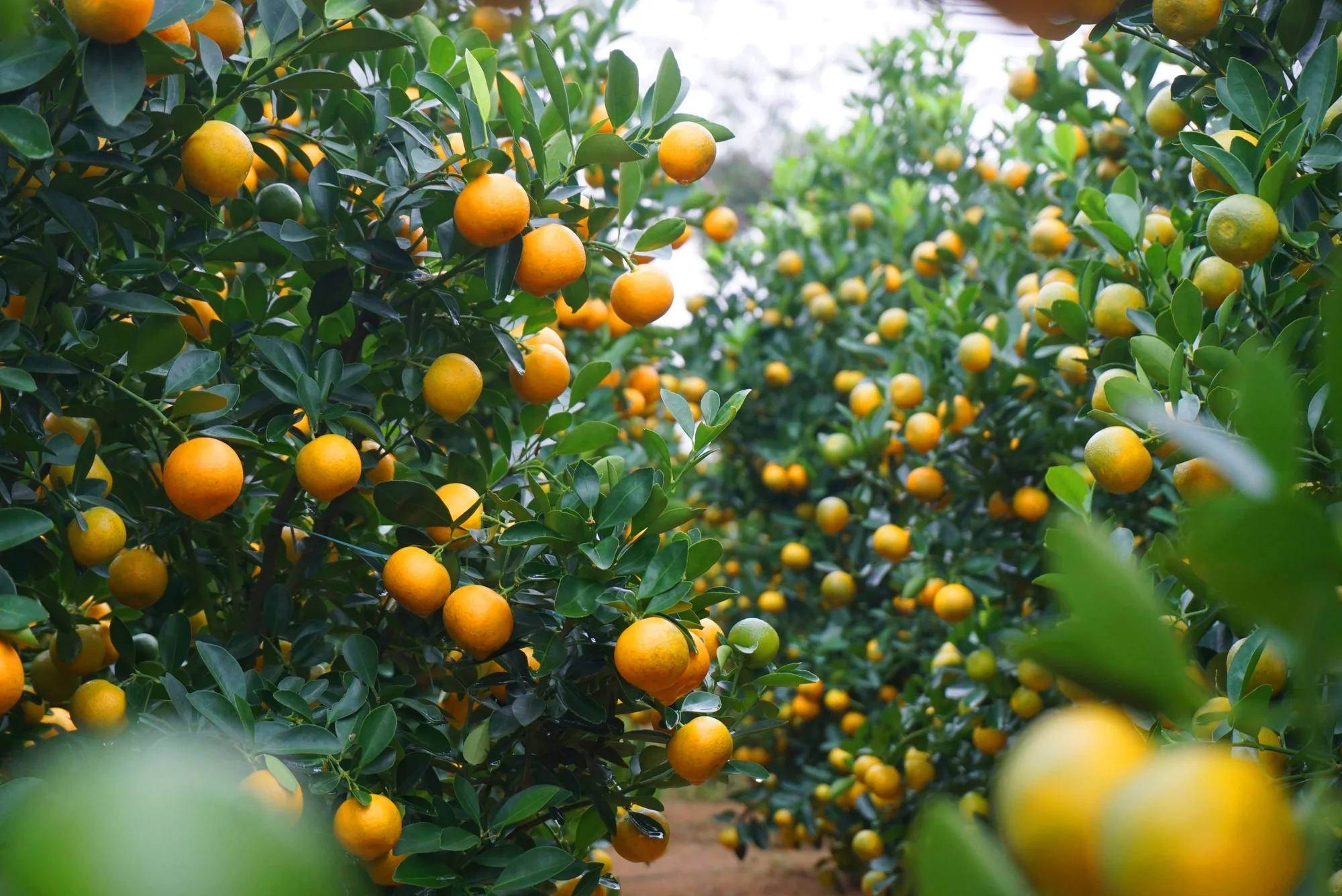 Оптовая продажа вьетнамские свежие фрукты Kumquat большое разнообразие эфирных масел от лучшего поставщика